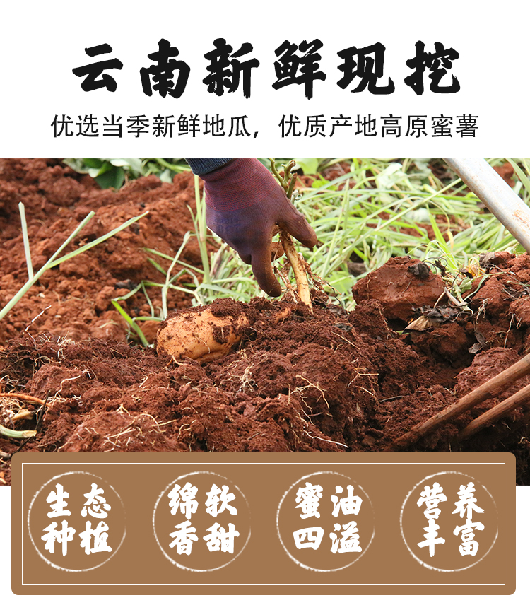 蜜薯_10.jpg
