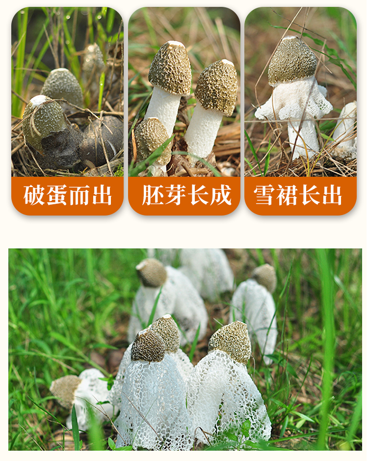 竹荪_08.jpg