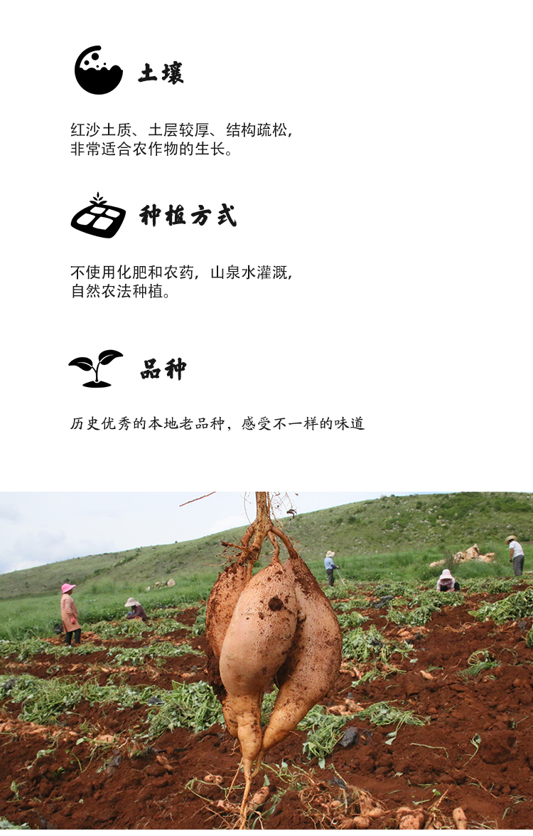 蜜薯_07.jpg