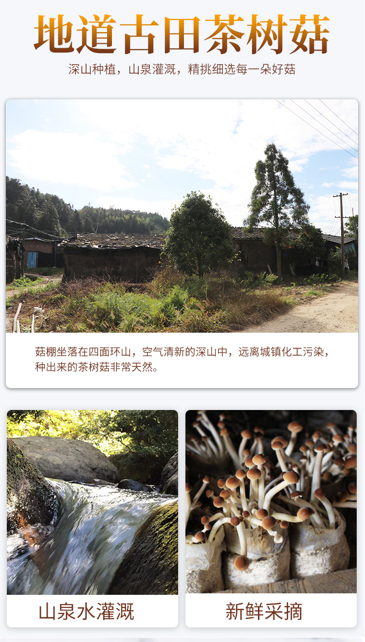 茶树菇_06.jpg