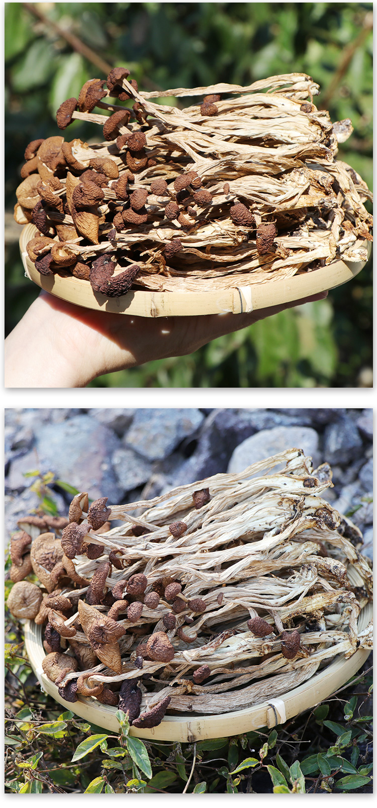 茶树菇_044.jpg