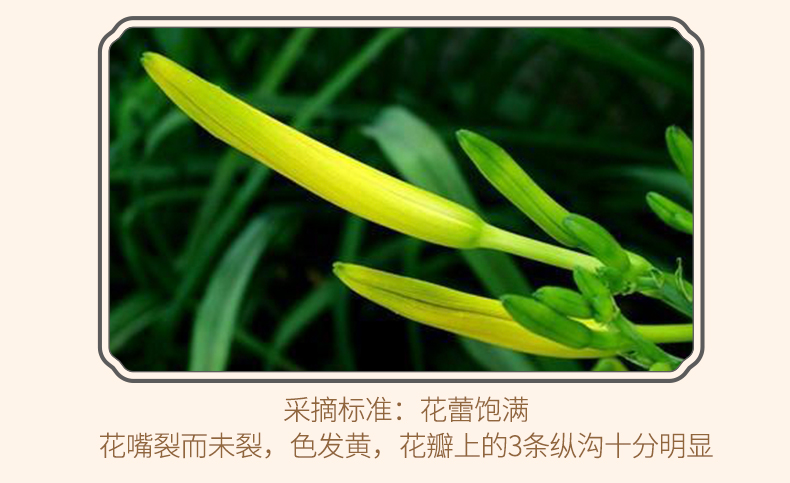 黄花菜_08.png