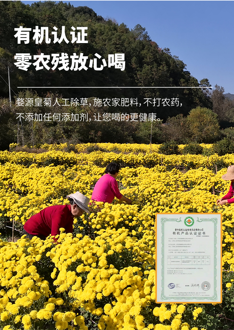 婺源皇菊_05.jpg