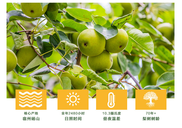 秋梨膏详情页[最终版]_14.jpg