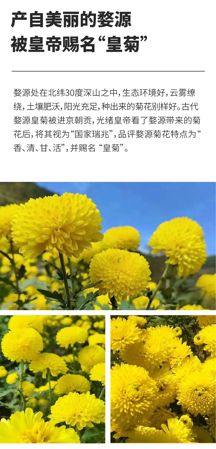 婺源皇菊_04.jpg
