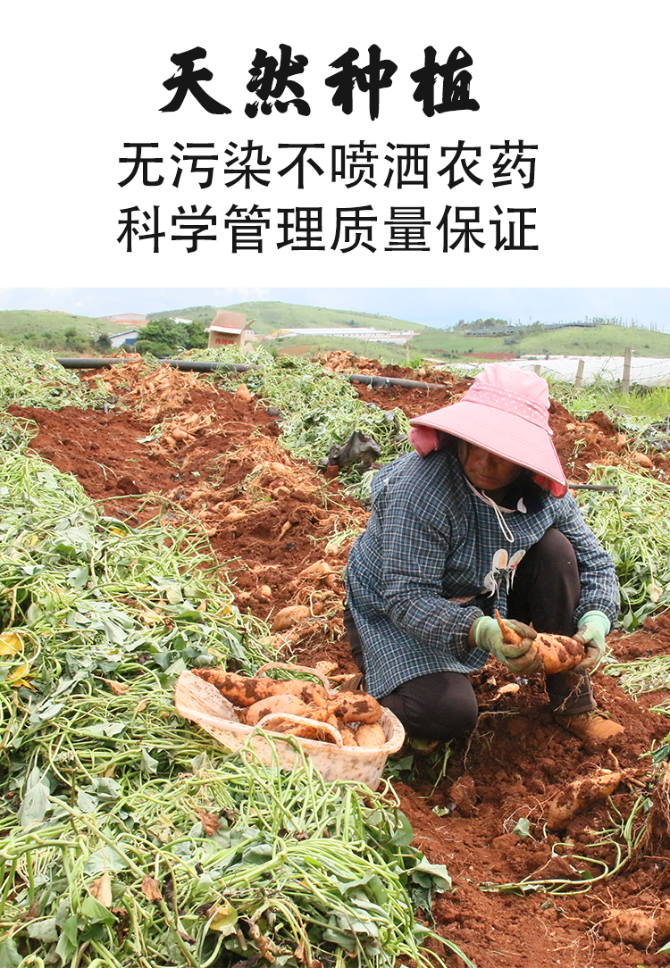 蜜薯_09.jpg