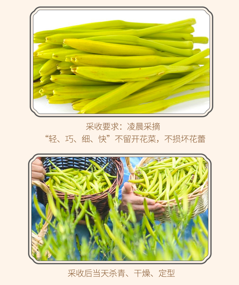 黄花菜_09.png