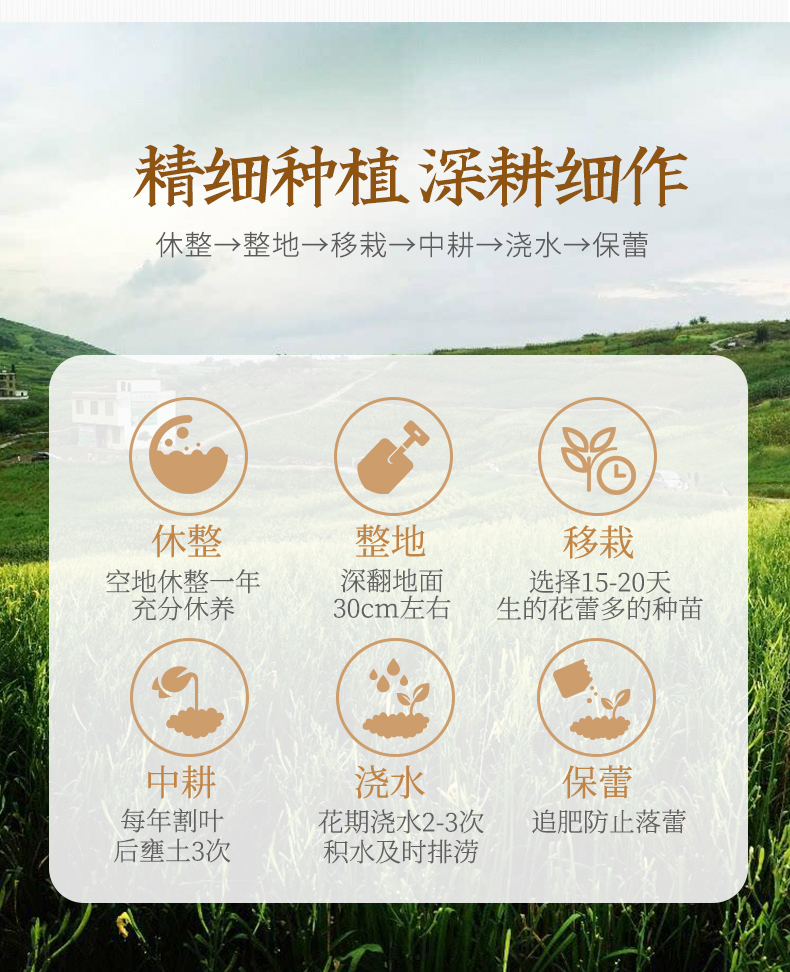 黄花菜_06.png