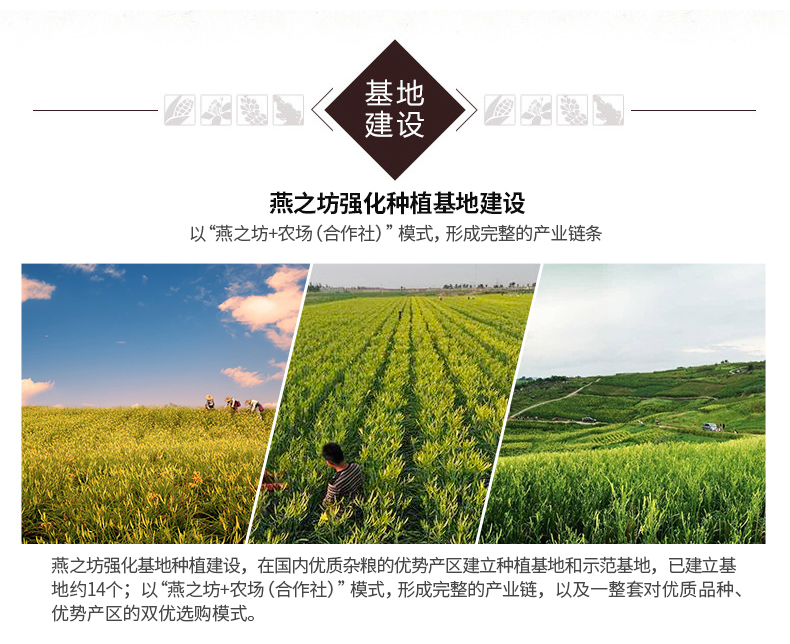 黄花菜_17.png