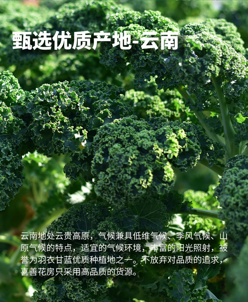 羽衣甘蓝粉详情_09.jpg