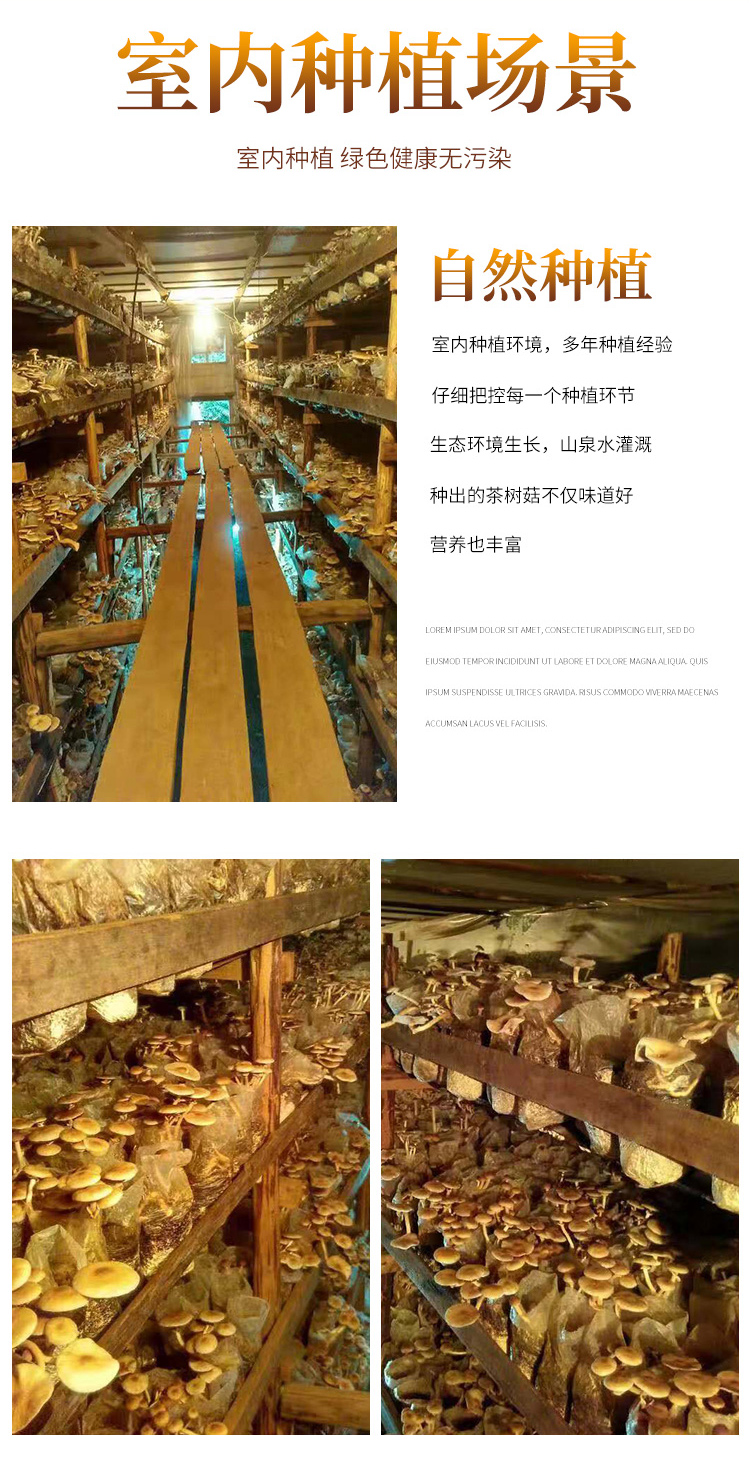 茶树菇_022.jpg