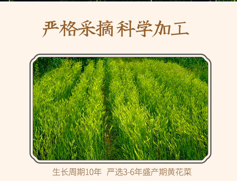 黄花菜_07.png