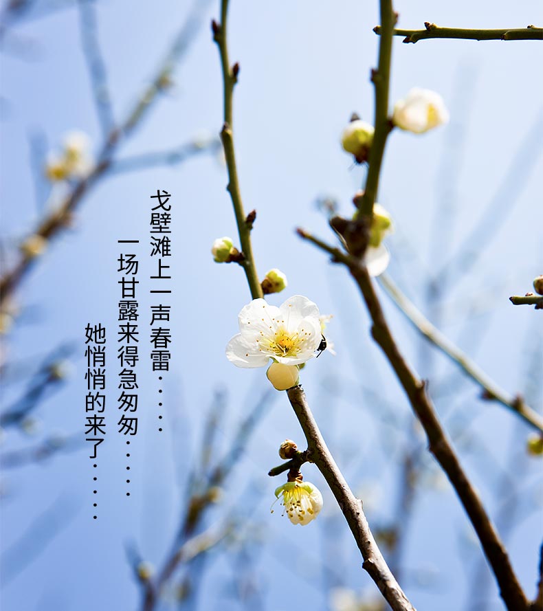 杏干_03.jpg