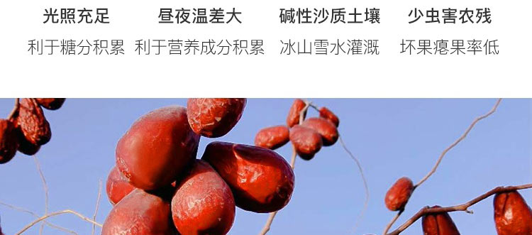 大枣_09.jpg