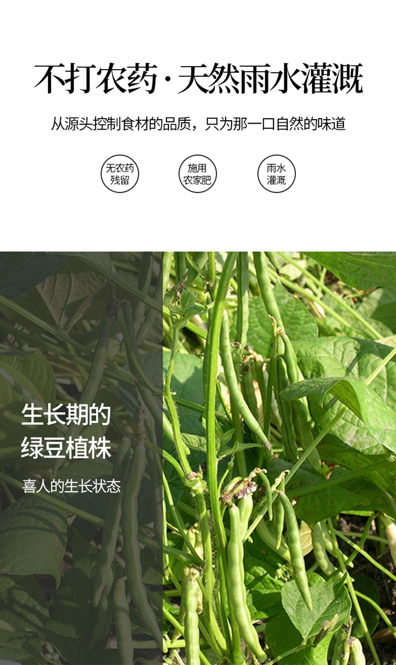绿豆详情页_05.jpg