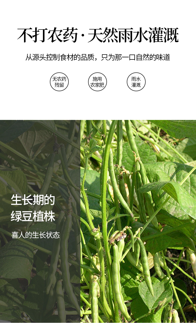 绿豆详情页_05.jpg